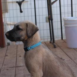 Diesel - Wheaten male Irish Wolfhound puppy in Uintah County, Utah from Bingo's Wolfhounds, Lollipop Pomskies