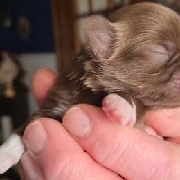 Redish light brown and white liver baby girl - Liver and white female Shih Tzu puppy in Roanoke, Virginia from Adeline Joys Shih tzus of Roanoke Virginia