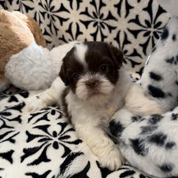 Solid Chocolate - Liver and white female Shih Tzu puppy in Fort Myers, Florida from Donna's Puppies