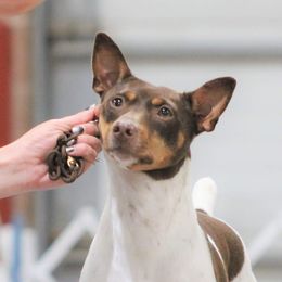 Rat Terriers from Icon Rat Terriers