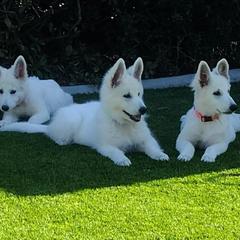 Berger Blanc Suisse Puppies from Absolute Dream White Swiss Shepherds