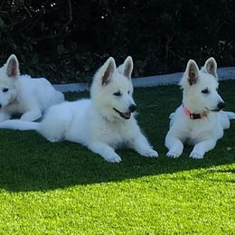 Berger Blanc Suisse Puppies from Absolute Dream White Swiss Shepherds