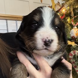Bernese Mountain Dog Puppies from Berner Acre Woods