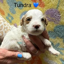 Tundra - White male Cavapoo puppy in Greensburg, Kentucky from Doodle Me Crazy