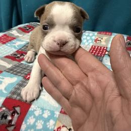 Stephanie - Lilac female Boston Terrier puppy in Wellington, Ohio from Twist of Faith Farms