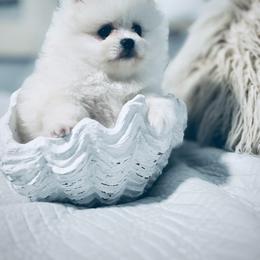 Pomeranian Puppies from Kouture Pomeranians