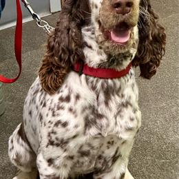Birkin - English Springer Spaniel