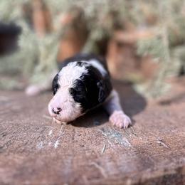 Apollo - Parti male Goldendoodle puppy in Pollock Pines, California from Penny Lane’s Doodles