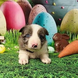 Ross - Blue merle male Border Collie puppy in Avilla, Indiana from Borderline Kennels