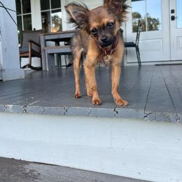 Chihuahua and Poodle Puppies from Garrett’s Chihuahuas and Poodles