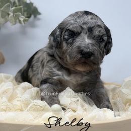 SHELBY- Sage collar - Merle female Goldendoodle puppy in Watertown, New York from True Friend Doodles