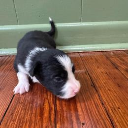 Luke - Black and white male Border Collie puppy in Winnsboro, Texas from Pecan Grove Pups
