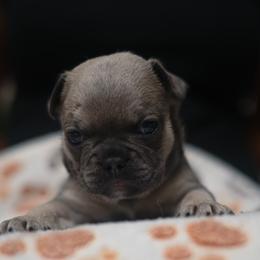 Cowardly Lion - Blue fawn male French Bulldog puppy in Austin, Texas from Ward's Frenchies 2 Yours