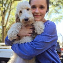 Skye - Cream female Goldendoodle puppy in Centreville, Mississippi from Trin's Designer Doodles