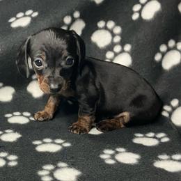 Pebbles (yellow collar) - Black and tan female Dachshund puppy in Saint Albans, Maine from Australian Cattle Cuties and littles
