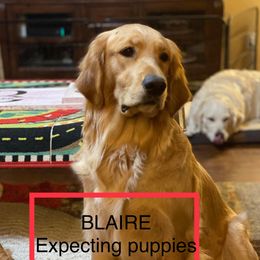 Blaire - Golden Retriever
