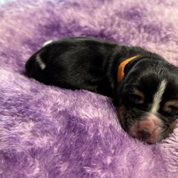 Joey - Black tan and white male Basset Hound puppy in Richmond, Kentucky from Walters Hollow Hounds