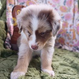 Finch (Brown collar) - Red merle male Australian Shepherd puppy in Okeechobee, Florida from Rothsolid Aussies
