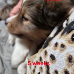 Oliver - Sable & white male Toy Shetland Sheepdog puppy in Houston, Texas from LaLa's Lilliputian Lassies