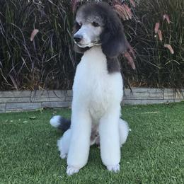 Finn - Parti male Poodle puppy in Patterson, California from Paterson Poodles