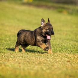 German Shepherd Puppies from Sommerfeld German Shepherds