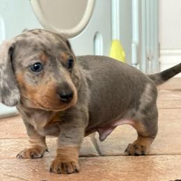 Creme - Dapple male Dachshund puppy in San Diego, California from Dachshunters