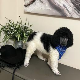 Party - Parti male Poodle puppy in Douglas, Georgia from Big Mama’s Beauties