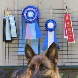 German Shepherds from Haus Mahr German Shepherds & Training, LLC