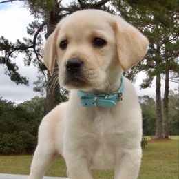 Light Blue Collar - Yellow male Labrador Retriever puppy in Husser, Louisiana from Kristen