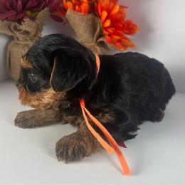 Orange Boy - Black and tan male Yorkshire Terrier puppy in Dahalonega, Georgia from C. D. K