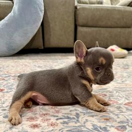 Walter - Tricolors male French Bulldog puppy in Neosho, Missouri from K2S Frenchies