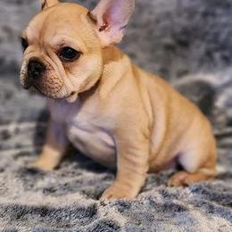 French Bulldogs from Stormchild Kennels