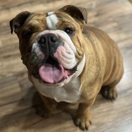 Bulldogs from BreDoodles English Bulldogs