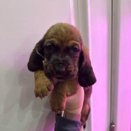 Hermoine Granger - Mahogany and white female Basset Hound puppy in Leroy, Michigan from Iron Sentry Farms
