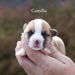 Camilla - Red female Pembroke Welsh Corgi puppy in Manchester, Kentucky from Riverside Corgis
