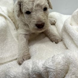 Poodle Puppies from Triangle Standards