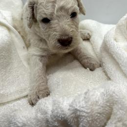 Poodle Puppies from Triangle Standards