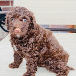 Scrumdiddlyumptious - Brown male Bernedoodle puppy in Ohio from Moore Doodles