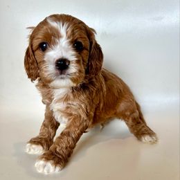 Han - Red male Cavapoo puppy in Vineyard, Utah from Pitter Patter Puppies