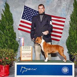 Staffordshire Bull Terrier All Grown Up from Chemstaff Kennels