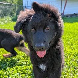 Neo - Black male German Shepherd puppy in Waterloo, New York from Von Nikolaos German Shepherds
