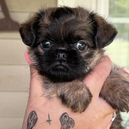 Belge - Belge male Brussels Griffon puppy in Grove, Oklahoma from Critter918