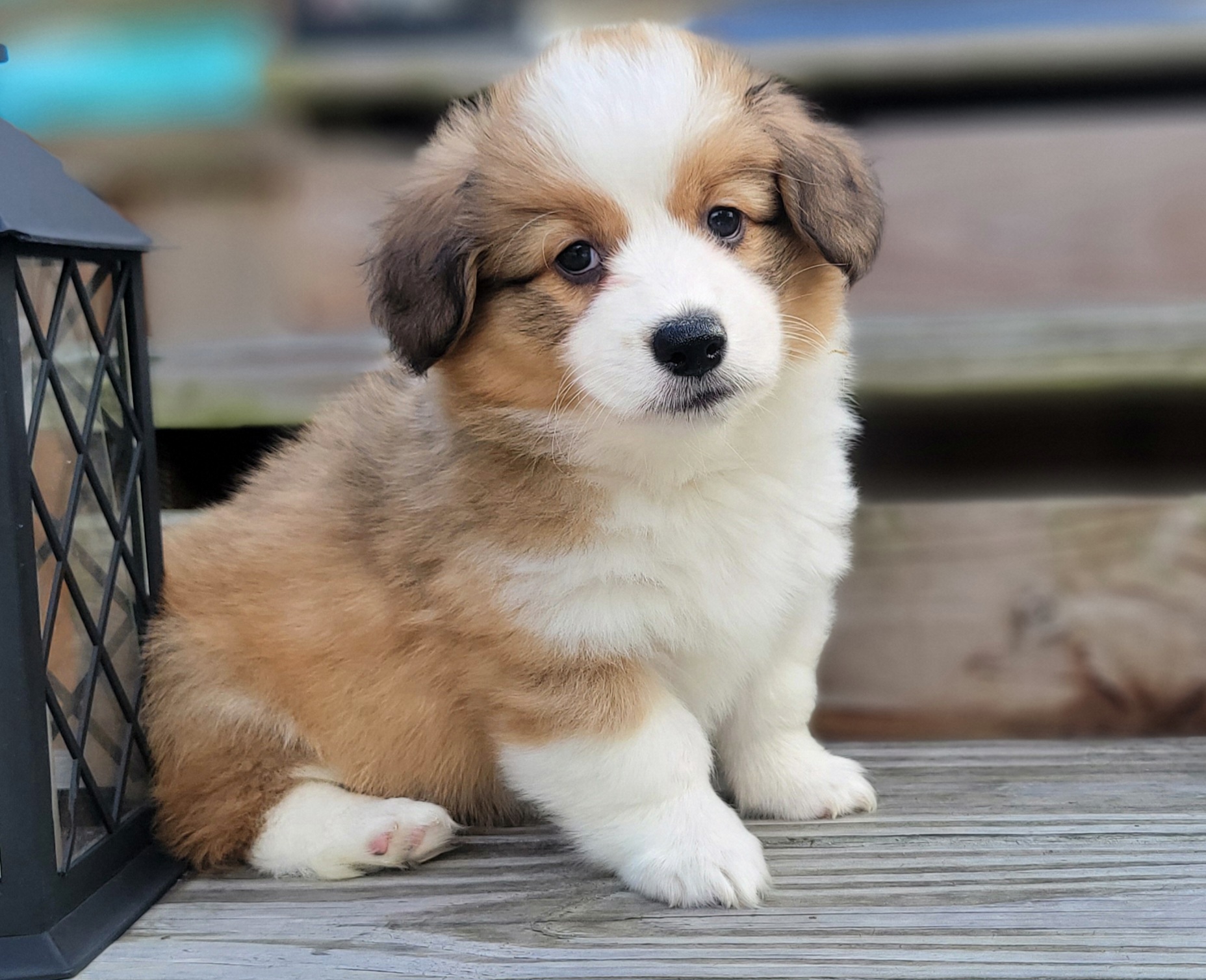 American Corgis and Pembroke Welsh Corgis from Triple B Bayou Corgis