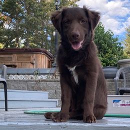 Wren  B 4 - Red & white Australian Shepherd puppy in Deer Park, Washington from Weber Mt Aussies