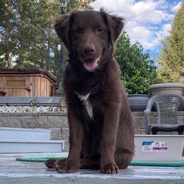 Wren  B 4 - Red & white Australian Shepherd puppy in Deer Park, Washington from Weber Mt Aussies