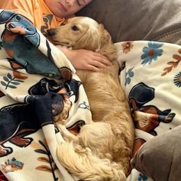 Hollywood - Cream male Dachshund puppy in Hornbeck, Louisiana from A&Z Mini Dachshunds