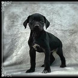 Girl 5 - Black female German Shorthaired Pointer puppy in Laporte, Minnesota from Northern Odyssey Gun Dogs