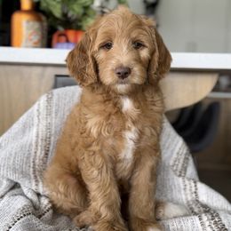 Pumpkin - Red  male Goldendoodle puppy in St George, Utah from Doodle Bears of Southern Utah
