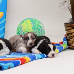 Border Collie Puppies from Contact Point Border Collies