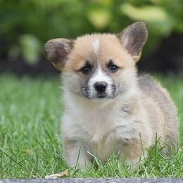 Hero - Red male Pembroke Welsh Corgi puppy in Lititz, Pennsylvania from GoldStar Corgis (License Number 18519)